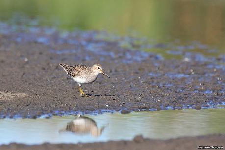 Censo Neotropical de Aves Acuáticas (febrero 2023)