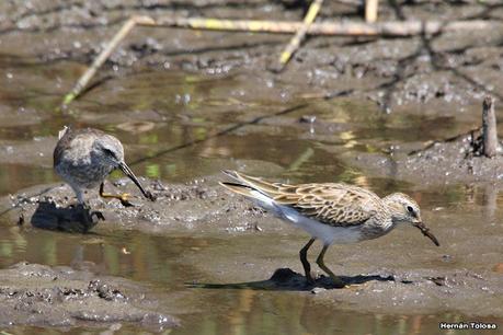 Censo Neotropical de Aves Acuáticas (febrero 2023)