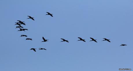 Censo Neotropical de Aves Acuáticas (febrero 2023)