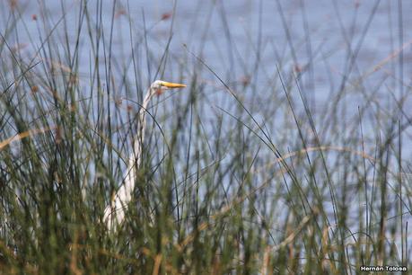 Censo Neotropical de Aves Acuáticas (febrero 2023)