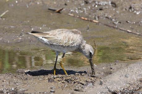 Censo Neotropical de Aves Acuáticas (febrero 2023)