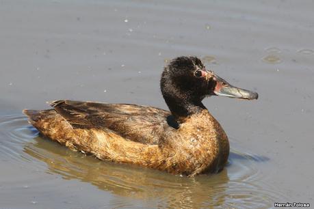 Censo Neotropical de Aves Acuáticas (febrero 2023)