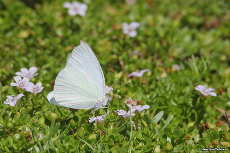 Censo Neotropical de Aves Acuáticas (febrero 2023)