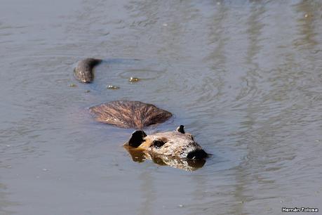 Censo Neotropical de Aves Acuáticas (febrero 2023)