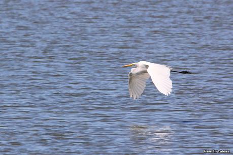 Censo Neotropical de Aves Acuáticas (febrero 2023)