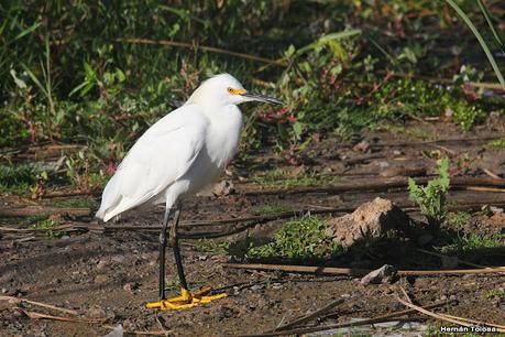 Censo Neotropical de Aves Acuáticas (febrero 2023)