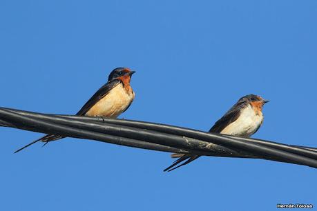 Censo Neotropical de Aves Acuáticas (febrero 2023)