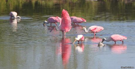 Censo Neotropical de Aves Acuáticas (febrero 2023)