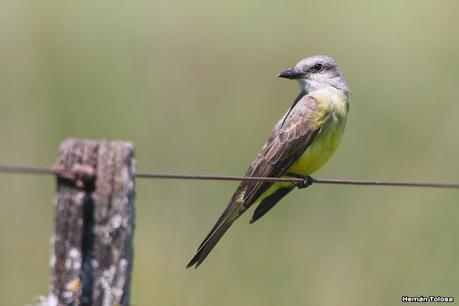 Censo Neotropical de Aves Acuáticas (febrero 2023)