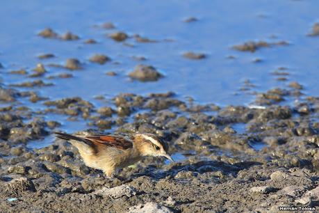 Censo Neotropical de Aves Acuáticas (febrero 2023)
