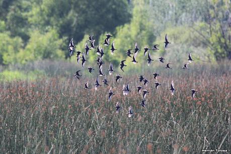 Censo Neotropical de Aves Acuáticas (febrero 2023)