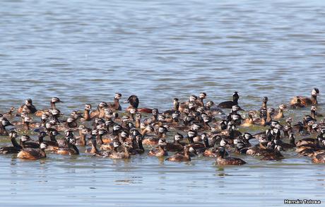 Censo Neotropical de Aves Acuáticas (febrero 2023)