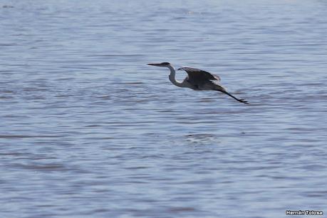 Censo Neotropical de Aves Acuáticas (febrero 2023)