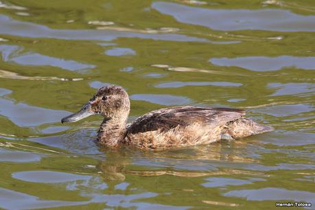 Censo Neotropical de Aves Acuáticas (febrero 2023)