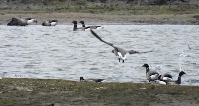 A LOS DOS LADOS DE LA MARISMA