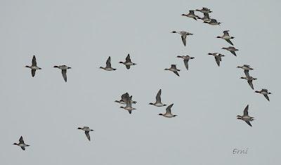 A LOS DOS LADOS DE LA MARISMA