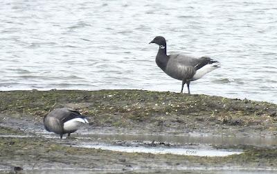A LOS DOS LADOS DE LA MARISMA