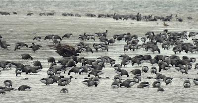 A LOS DOS LADOS DE LA MARISMA