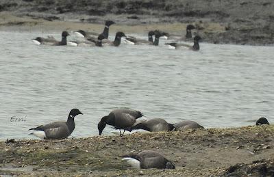 A LOS DOS LADOS DE LA MARISMA