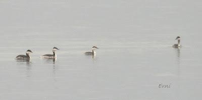 A LOS DOS LADOS DE LA MARISMA