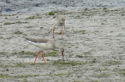 A LOS DOS LADOS DE LA MARISMA