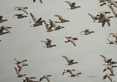 A LOS DOS LADOS DE LA MARISMA