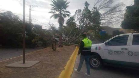 Fuertes vientos derriban árboles; uno cae sobre un auto