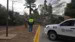 Fuertes vientos derriban árboles; uno cae sobre un auto