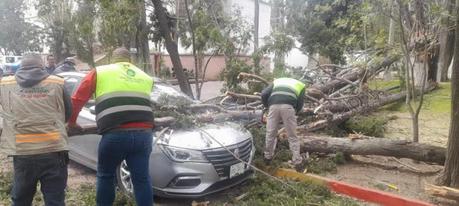 Fuertes vientos derriban árboles; uno cae sobre un auto