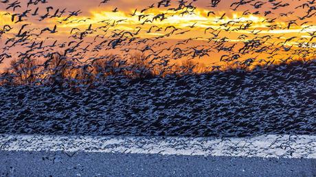 La próxima pandemia podría estar empezando hoy La próxima pandemia podría estar empezando hoy