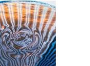 Elephant Tree. Habits. Edición Rockarte