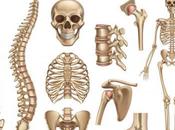 Curiosidades sobre cuerpo humano