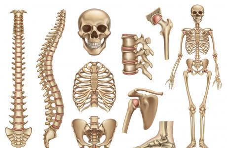 Curiosidades sobre el cuerpo humano