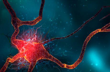 Curiosidades sobre el cuerpo humano