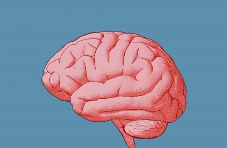 Curiosidades sobre el cuerpo humano