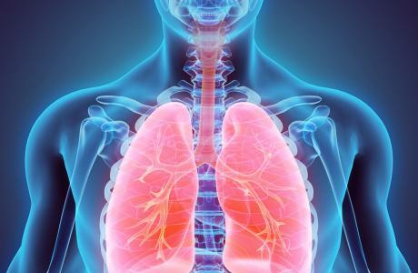 Curiosidades sobre el cuerpo humano