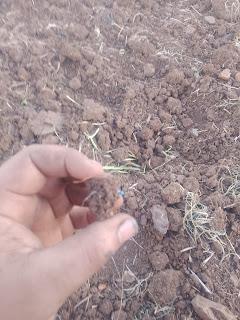 Colza, siembra tardia