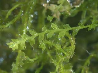 Descubrimiento de un nuevo tipo de musgo en el Chocó Andino ecuatoriano