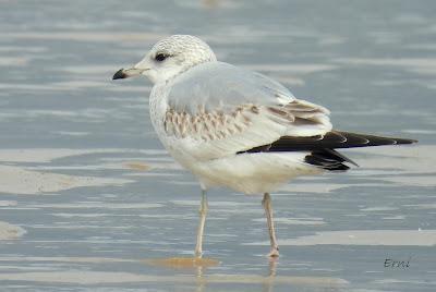 Charrán patinegro (Sterna sandvicensis)Unas fotos de la ú...