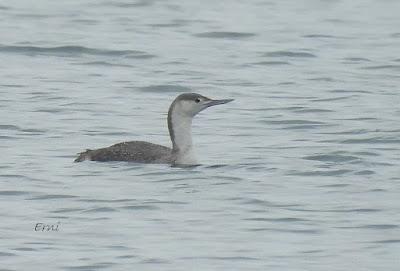 Charrán patinegro (Sterna sandvicensis)Unas fotos de la ú...