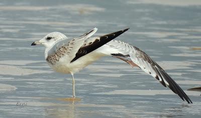 Charrán patinegro (Sterna sandvicensis)Unas fotos de la ú...