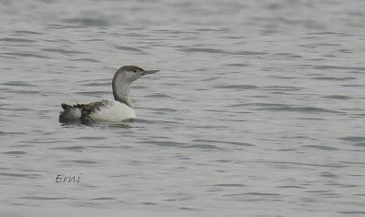 Charrán patinegro (Sterna sandvicensis)Unas fotos de la ú...