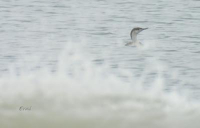 Charrán patinegro (Sterna sandvicensis)Unas fotos de la ú...