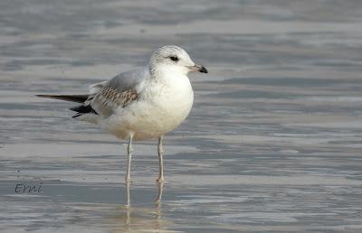 Charrán patinegro (Sterna sandvicensis)Unas fotos de la ú...