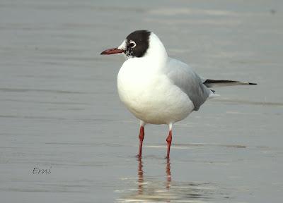 Charrán patinegro (Sterna sandvicensis)Unas fotos de la ú...