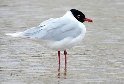 Charrán patinegro (Sterna sandvicensis)Unas fotos de la ú...