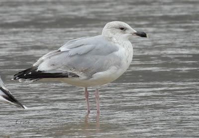 Charrán patinegro (Sterna sandvicensis)Unas fotos de la ú...