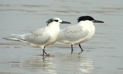 Charrán patinegro (Sterna sandvicensis)Unas fotos de la ú...