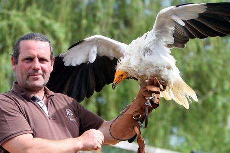 15 mejores cosas para hacer en Tarbes (Francia) Parc aux Rapaces