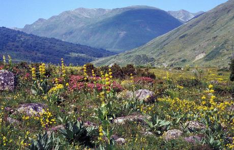 Pirineos